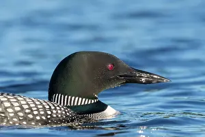 Michigan: COMMON LOON OR GREAT NORTHERN DIVER