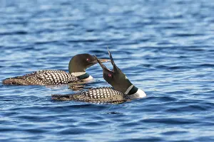 Michigan: COMMON LOON OR GREAT NORTHERN DIVER