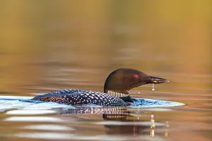 Michigan: COMMON LOON OR GREAT NORTHERN DIVER
