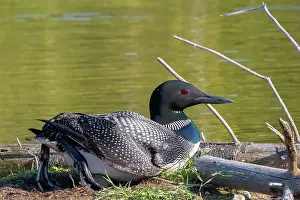 Michigan: COMMON LOON OR GREAT NORTHERN DIVER