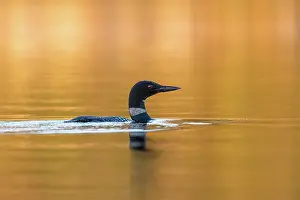 Michigan: COMMON LOON OR GREAT NORTHERN DIVER