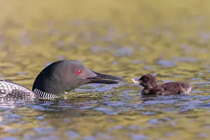 Michigan: COMMON LOON OR GREAT NORTHERN DIVER