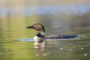 Michigan: COMMON LOON OR GREAT NORTHERN DIVER