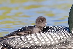 Michigan: COMMON LOON OR GREAT NORTHERN DIVER
