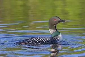 Michigan: COMMON LOON OR GREAT NORTHERN DIVER