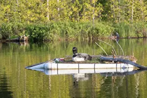 Michigan: COMMON LOON OR GREAT NORTHERN DIVER