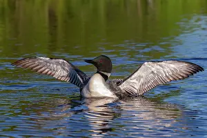 Michigan: COMMON LOON OR GREAT NORTHERN DIVER