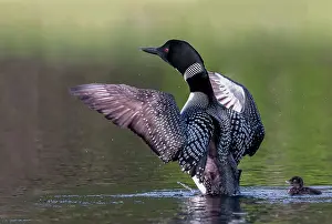 Michigan: COMMON LOON OR GREAT NORTHERN DIVER