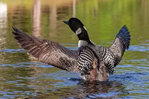 Michigan: COMMON LOON OR GREAT NORTHERN DIVER