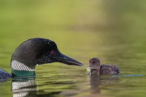 Jeune: COMMON LOON OR GREAT NORTHERN DIVER