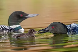Parent: COMMON LOON OR GREAT NORTHERN DIVER
