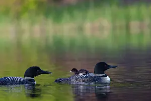 Jeune: COMMON LOON OR GREAT NORTHERN DIVER