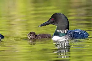 Parent: COMMON LOON OR GREAT NORTHERN DIVER