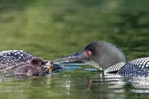 Parent: COMMON LOON OR GREAT NORTHERN DIVER