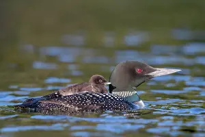 Parent: COMMON LOON OR GREAT NORTHERN DIVER