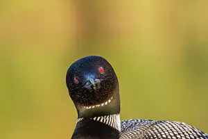 Michigan: COMMON LOON OR GREAT NORTHERN DIVER