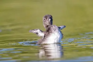 Jeune: COMMON LOON OR GREAT NORTHERN DIVER