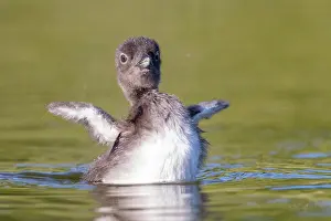 Jeune: COMMON LOON OR GREAT NORTHERN DIVER