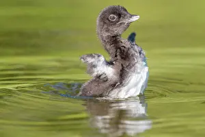Jeune: COMMON LOON OR GREAT NORTHERN DIVER