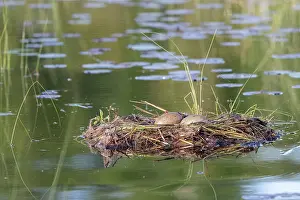 Michigan: COMMON LOON OR GREAT NORTHERN DIVER