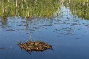 Michigan: COMMON LOON OR GREAT NORTHERN DIVER