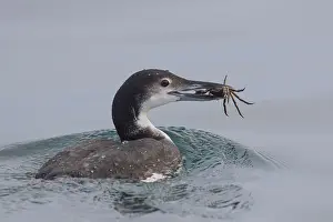 160517: Common Loon, Great Northern Diver adult Loon