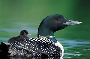 Hitchhiking: Common Loon / Great Northern Diver - With chick