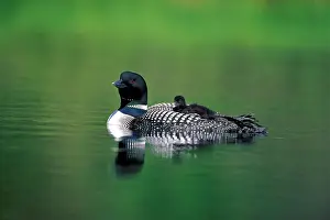 Hitchhiking: Common Loon / Great Northern Diver - with chick