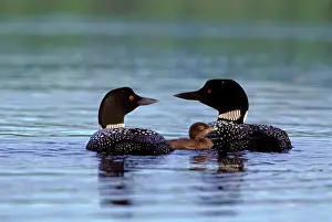 Loons: Common Loon / Great Northern Diver pair with chick