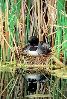 Loons: Common Loon / Great Northern Diver - sitting on