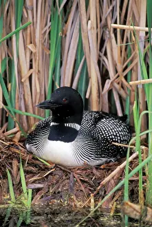 Loons: Common Loon / Great Northern Diver sitting on nest