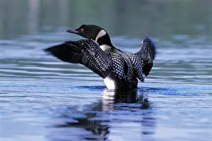 Loons: Common Loon / Great Northern Diver standing up