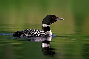 Loons: Common Loon / Great Northern Diver swimming in