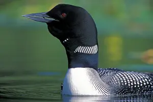 Loons: Common Loon or Great Northern Diver swimming