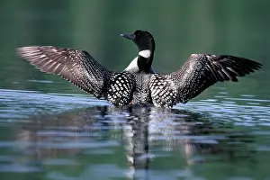 Loons: Common Loon / Great Northern Diver - With wings spread out
