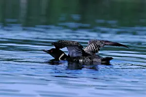Loons: Common Loon / Great Northern Diver - wings spread