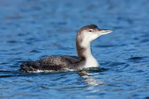 Loons: Common Loon / Great Northern Diver - winter plumage