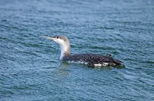 Loons: Common Loon / Great Northern Diver - winter plumage