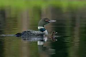 Loons: Common Loon / Great Northern Loon / Diver - adult
