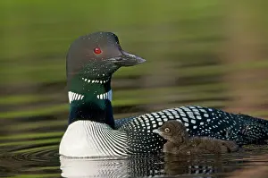 Loons: Common Loon / Great Northern Loon / Diver - adult