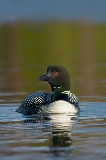 Loons: Common Loon / Great Northern Loon / Diver - adult