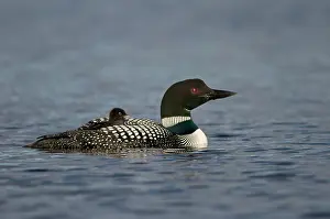 Hitch: Common Loon / Great Northern Loon / Diver - adult