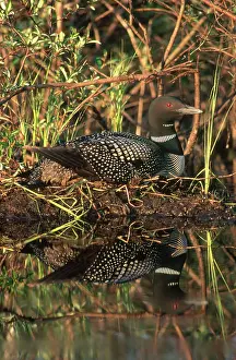 Brooding: Common Loon on Nest