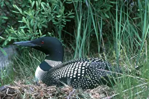 Immer: Common Loon on Nest