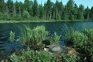 Immer: Common Loon Nesting