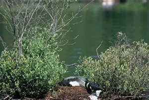 Brooding: Common Loon on Nesting Platform