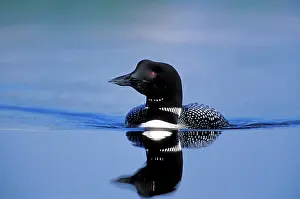 Loons: Common Loon swimming in lake, reflection