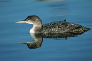 Immer: Common Loon in Winter