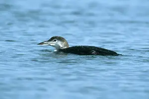 Immer: Common Loon in Winter