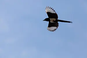 Magpies: Common Magpie - adult in flight